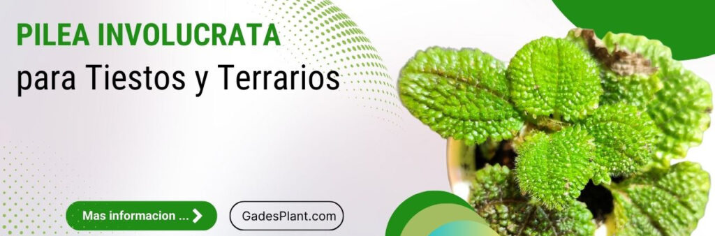 Nuevas Plantas - www.gadesplant.com 