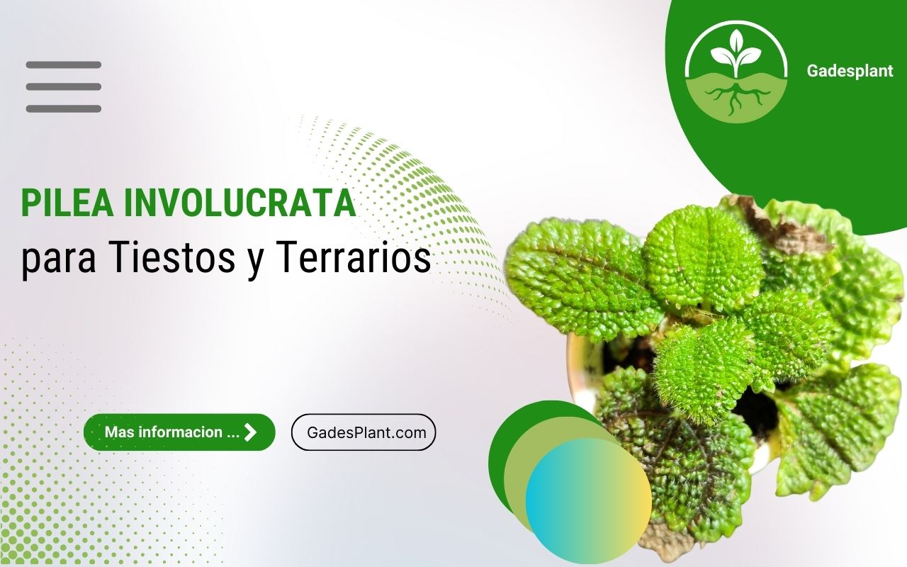 Nuevas Plantas Terrarios - www.gadesplant.com - Orquídeas y Terrarios Plantados