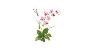 Cultivo de Orquideas Terrestres - Guía completa - www.gadesplant.com - Orquídeas y Terrarios Plantados