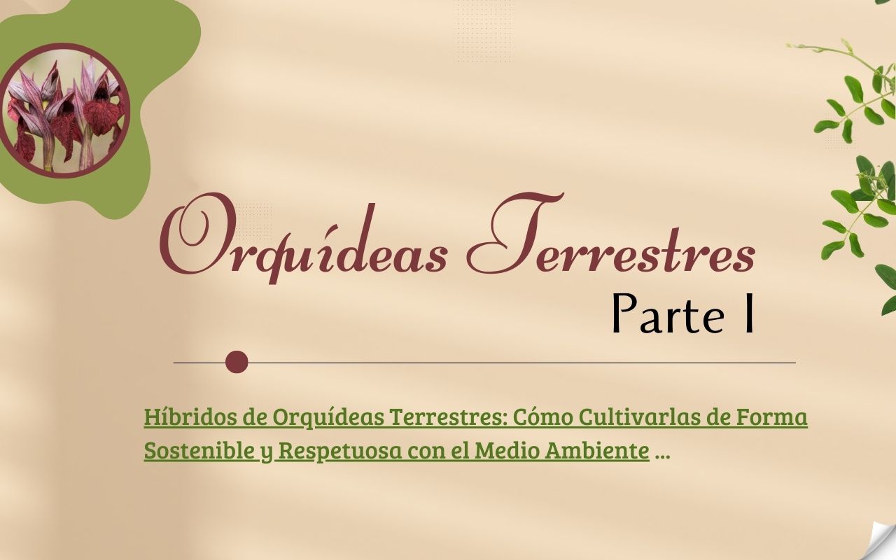 Cultivo de Orquideas Terrestres - Guía completa - www.gadesplant.com - Orquídeas y Terrarios Plantados