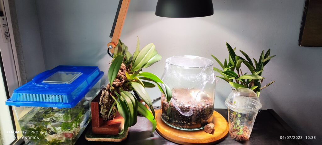 Guía completa - www.gadesplant.com - Orquídeas y Terrarios Plantados