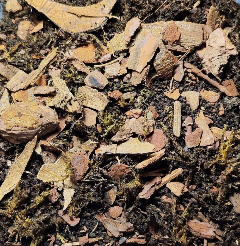 Cultivo de Cryptanthus Bivittatus: Guía completa - www.gadesplant.com - Orquídeas y Terrarios Plantados