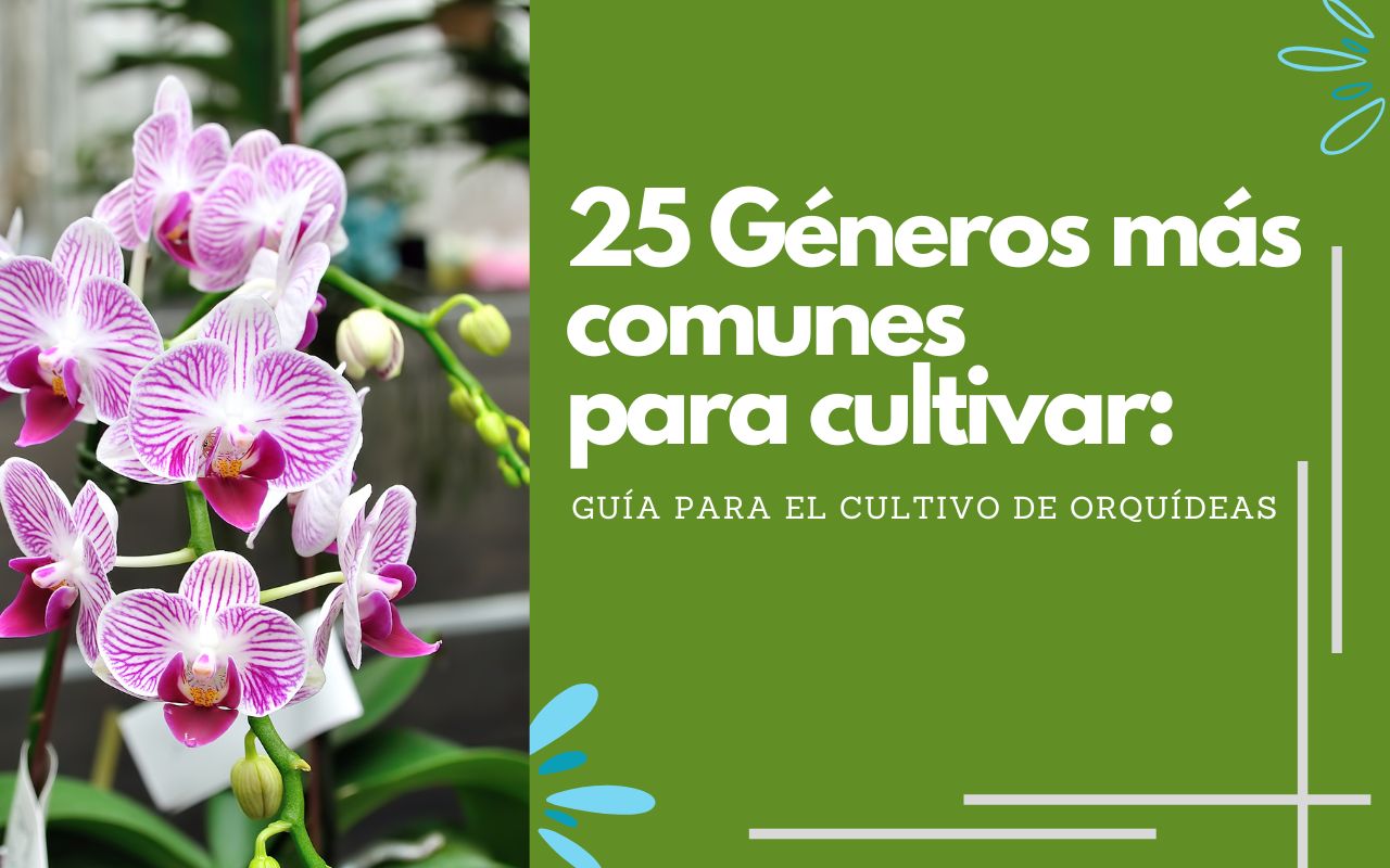25 Géneros de Orquídeas más comunes para cultivar - www.gadesplant.com - Orquídeas y Terrarios Plantados