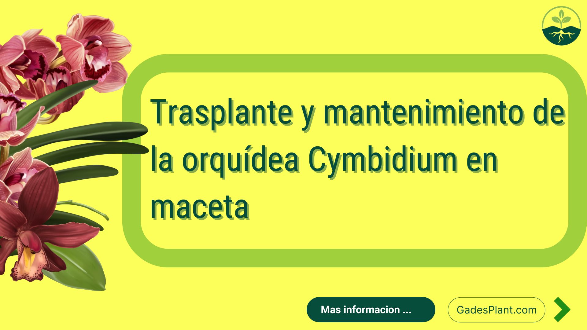 Condiciones de Cultivo Orquideas Cymbidium - www.gadesplant.com - Orquídeas y Terrarios Plantados