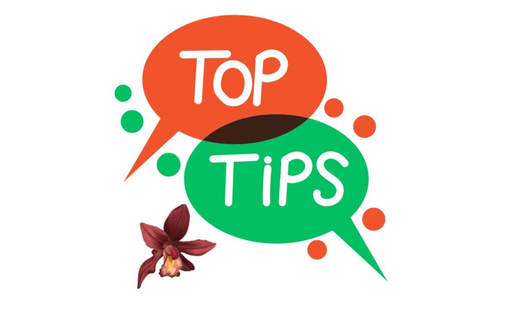 Trasplante y mantenimiento de la orquídea Cymbidium en maceta - www.gadesplant.com - Orquídeas y Terrarios Plantados