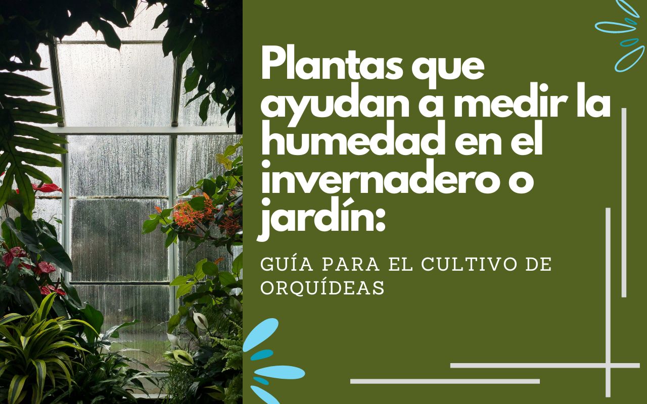 Plantas para medir la humedad en casa - www.gadesplant.com - Orquídeas y Terrarios Plantados