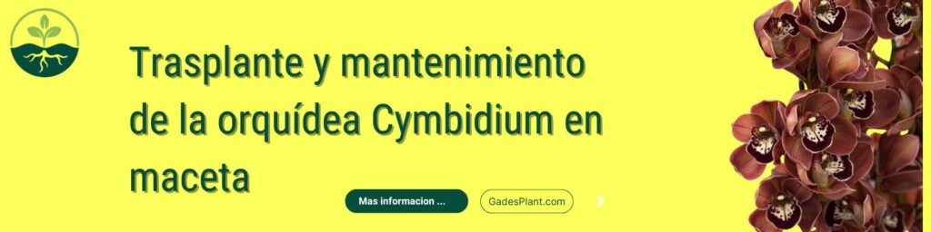 Trasplante y mantenimiento de la orquídea Cymbidium en maceta - www.gadesplant.com - Orquídeas y Terrarios Plantados