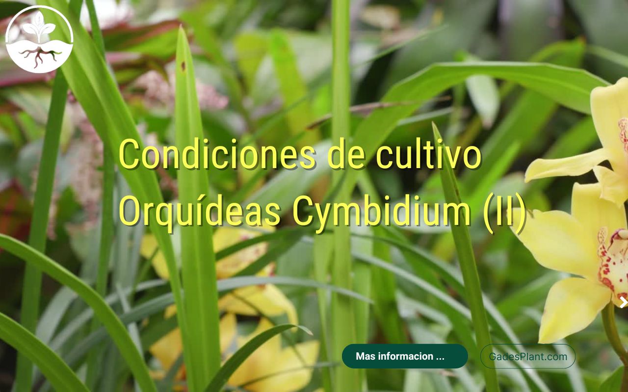 Condiciones de Cultivo Orquideas Cymbidium - www.gadesplant.com - Orquídeas y Terrarios Plantados