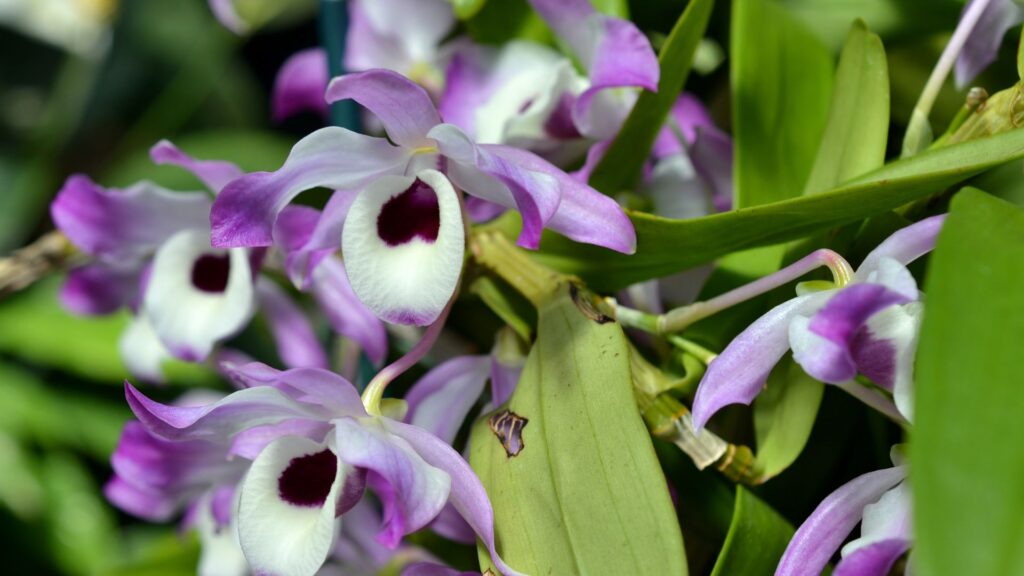 Dendrobium Nobile - Orquídeas y Terrarios Plantados