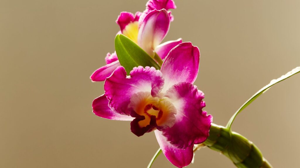 Dendrobium Nobile - Orquídeas y Terrarios Plantados