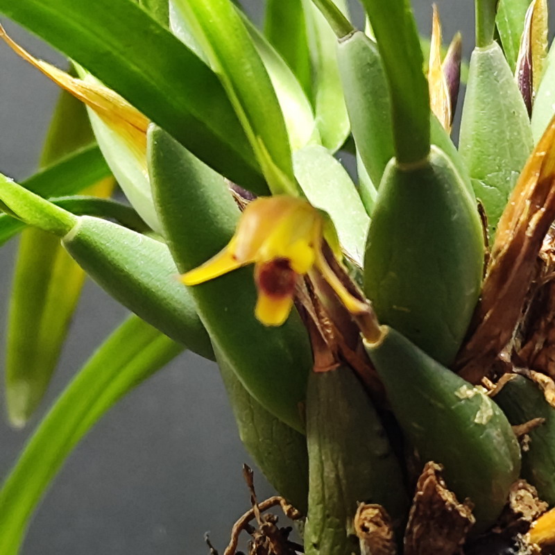 Maxillaria-mini-x-mini - Orquídeas y Terrarios Plantados
