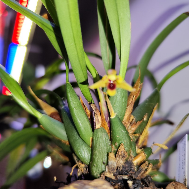 Maxillaria-mini-x-mini - Orquídeas y Terrarios Plantados