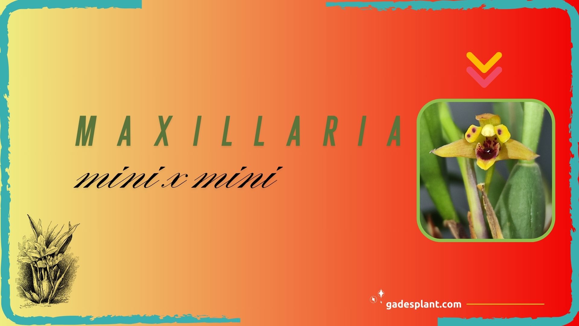 Maxillaria-mini-x-mini - Orquídeas y Terrarios Plantados