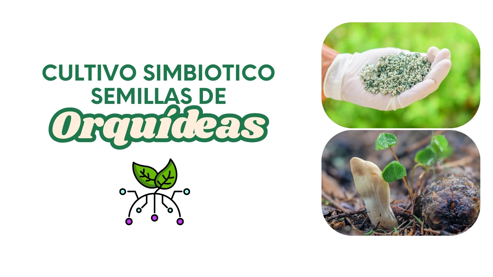 Siembra-simbiótica-semillas-orquideas - www.gadesplant.com - Orquídeas y Terrarios Plantados
