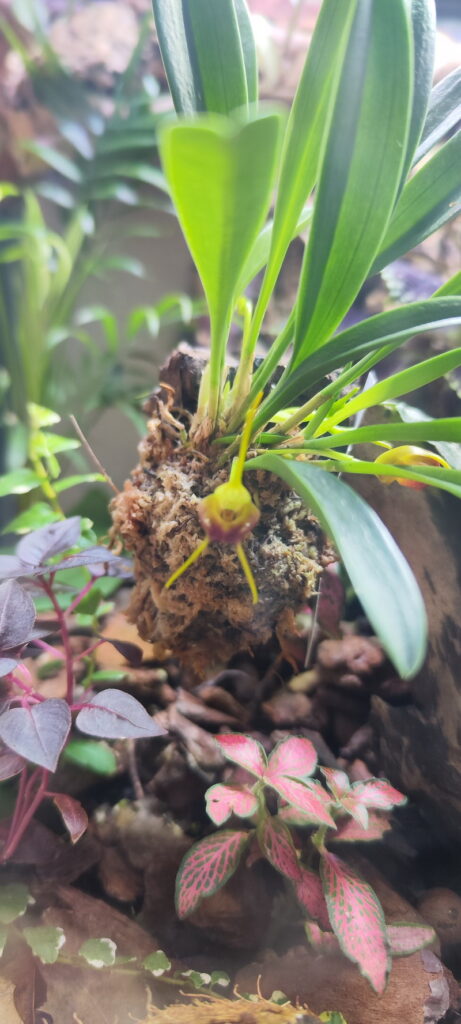 Orquídeas y Terrarios Plantados