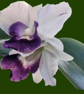 Rustificando plantulas de Orquídeas Cattleya - www.gadesplant.com - Orquídeas y Terrarios Plantados