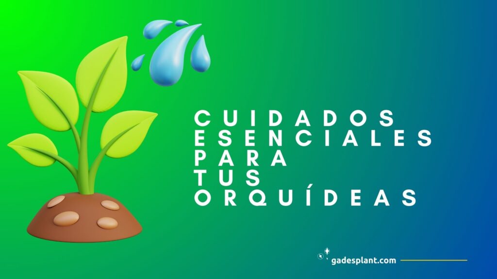 Cuidados esenciales para tus Orquideas - Orquídeas y Terrarios Plantados