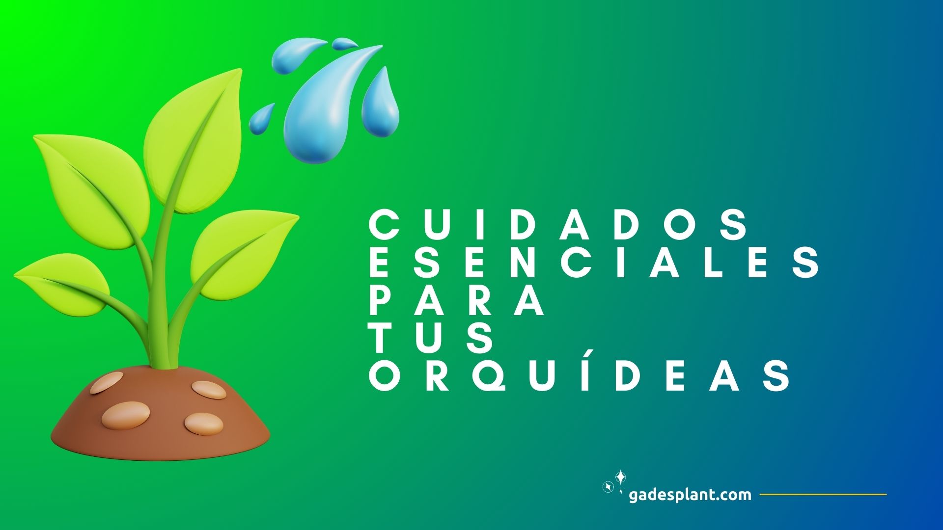 Cuidados esenciales para tus Orquideas - Orquídeas y Terrarios Plantados
