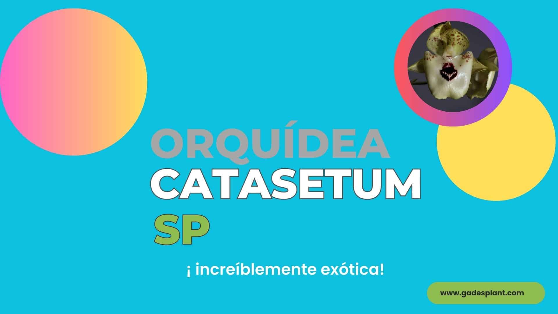 Catasetum Sp - Gadesplant - Orquídeas y Terrarios. Cultivo in vitro de orquídeas