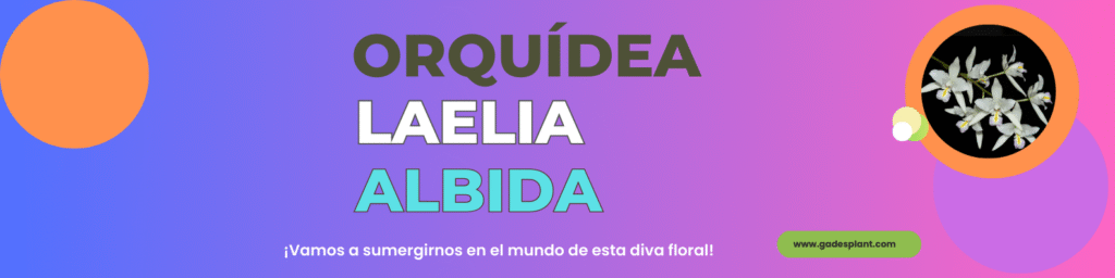 FICHA