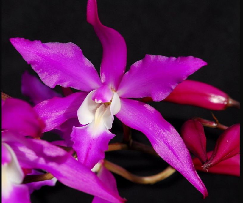 Gadesplant - Orquídeas y Terrarios