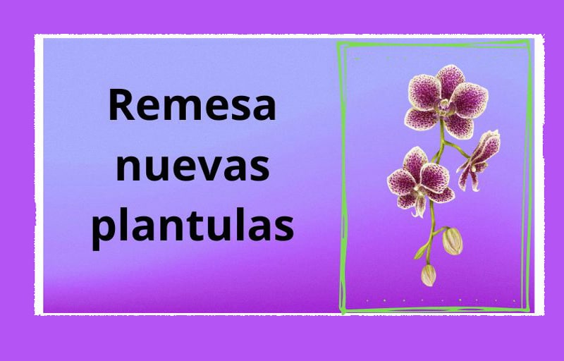 Gadesplant - Orquídeas y Terrarios