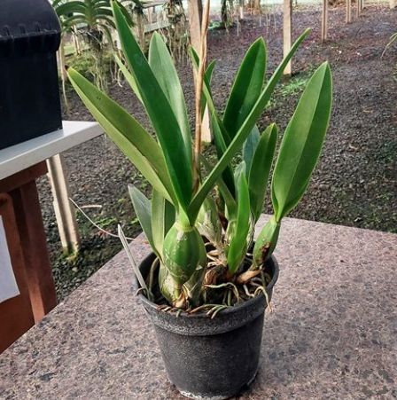 Gadesplant - Orquídeas y Terrarios. Cultivo in vitro de orquídeas