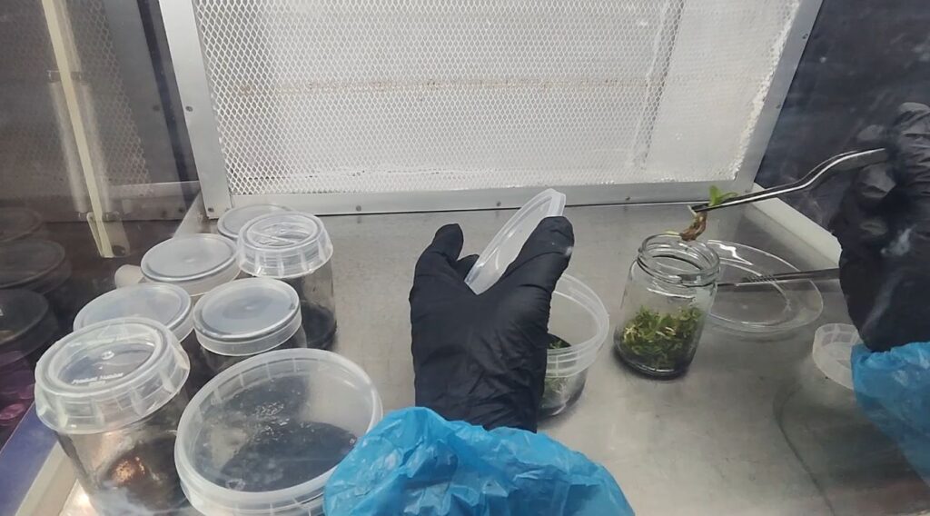 Gadesplant - Orquídeas y Terrarios. Cultivo in vitro de orquídeas