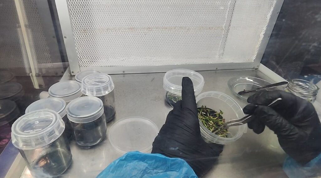 Gadesplant - Orquídeas y Terrarios. Cultivo in vitro de orquídeas