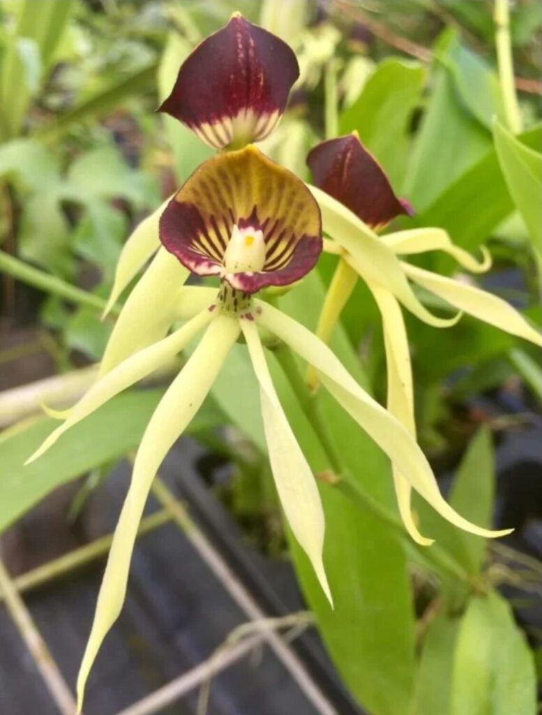 Floracion