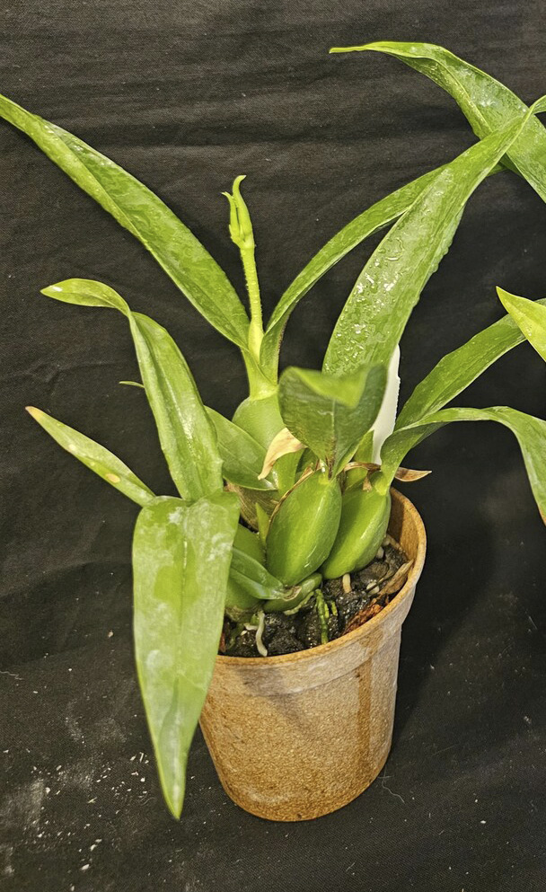 Planta