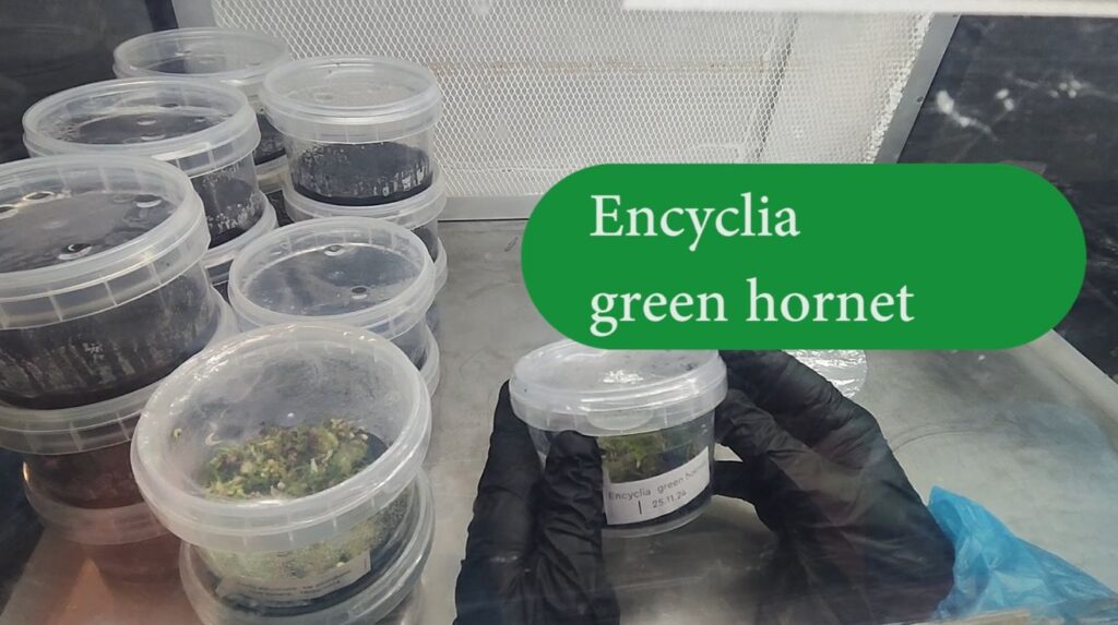 Gadesplant - Orquídeas y Terrarios. Cultivo in vitro de orquídeas. Probando la Glovebox 3.0
