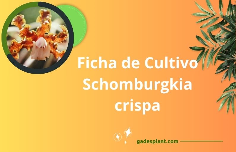 Gadesplant - Orquídeas y Terrarios. Cultivo in vitro de orquídeas