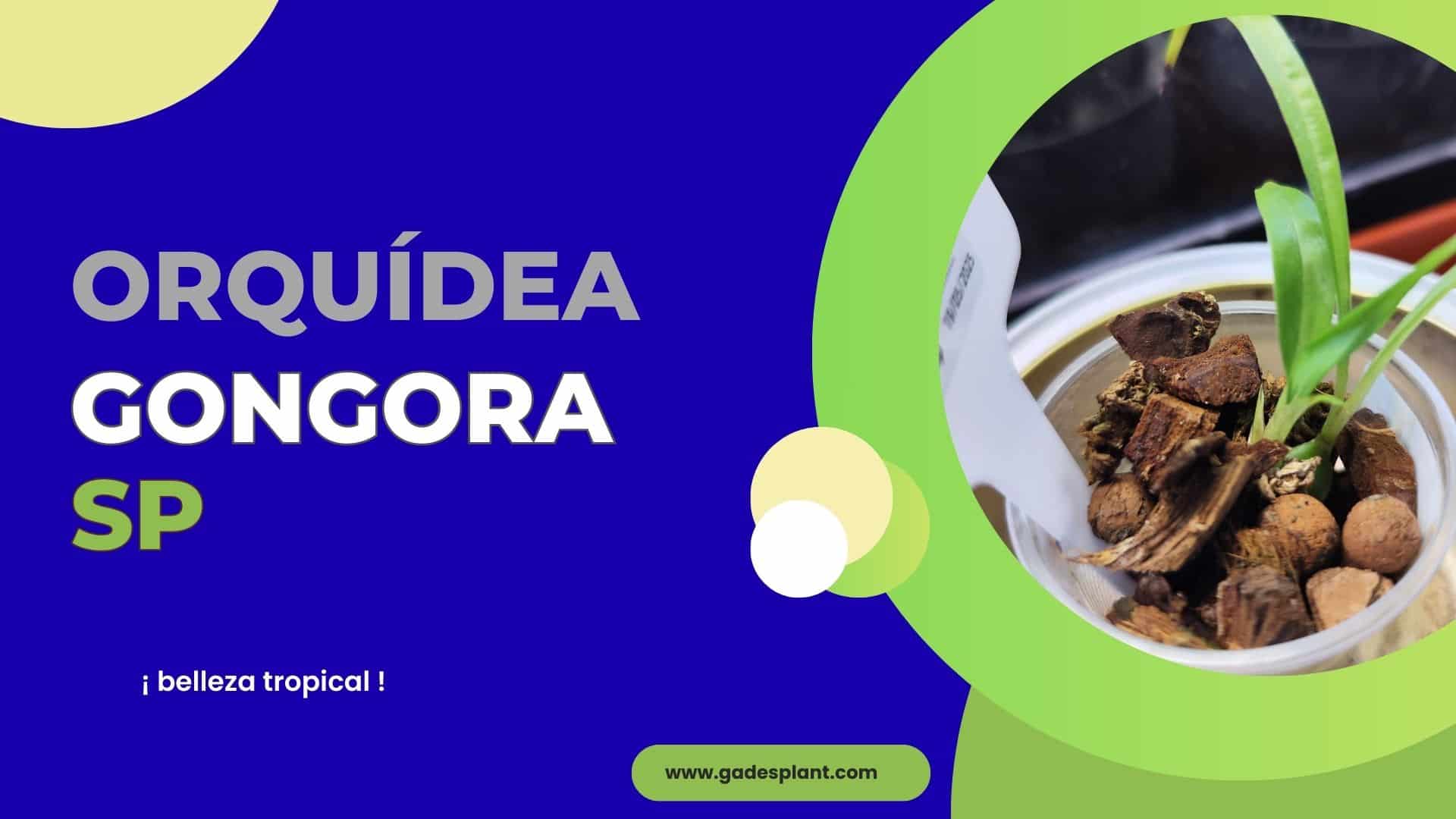 Gongora Sp - Gadesplant - Orquídeas y Terrarios. Cultivo in vitro de orquídeas