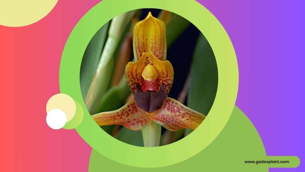  Cultivo de orquídeas