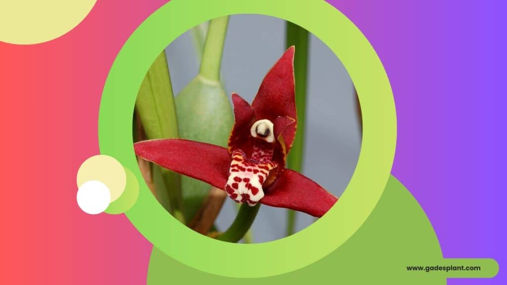 Maxillaria tenuifolia coco 