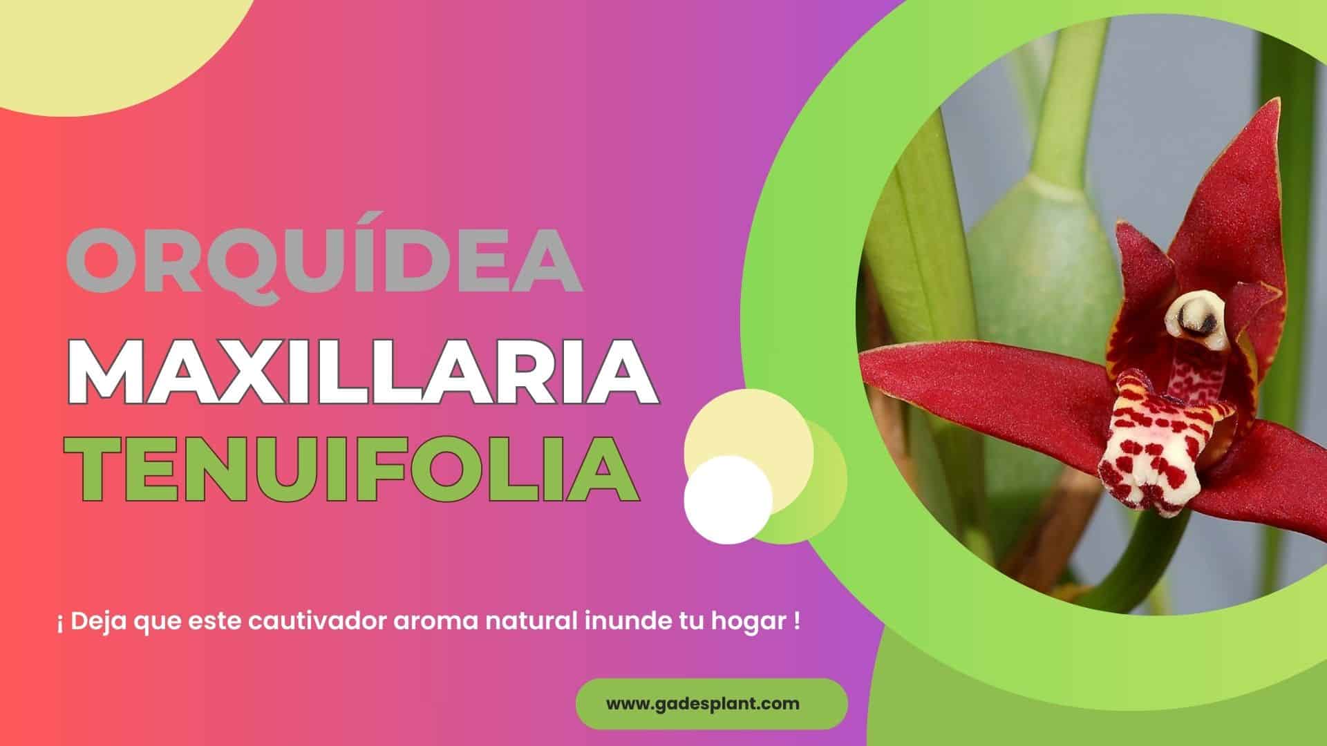 Maxillaria tenuifolia coco - Gadesplant - Orquídeas y Terrarios. Cultivo in vitro de orquídeas