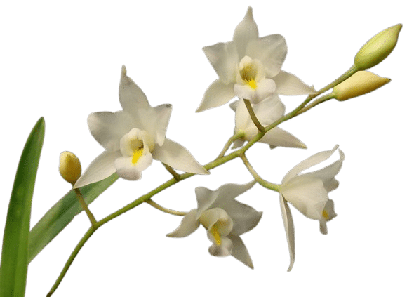 IMAGEN LAELIA