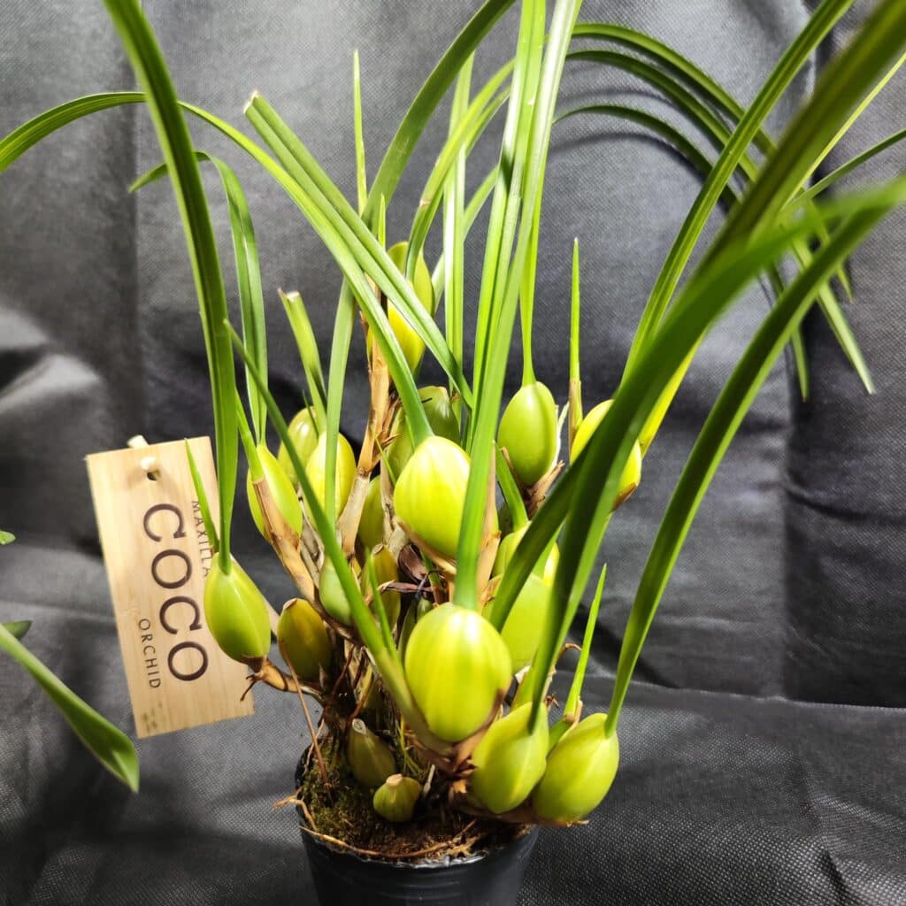 Maxillaria tenuifolia coco 